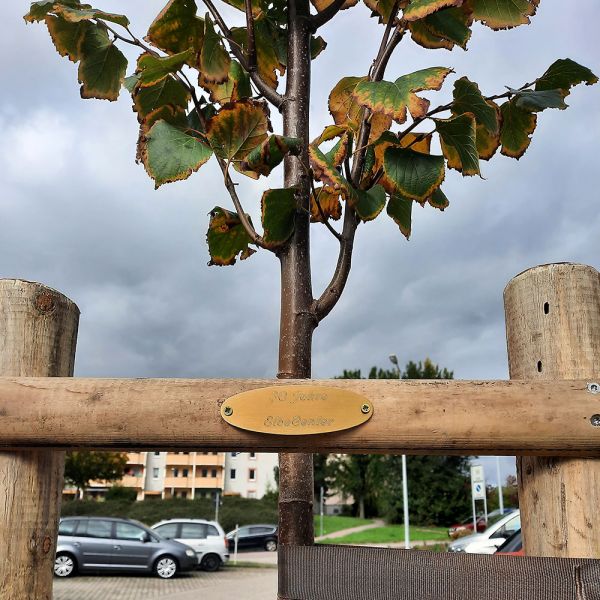 Eine Winterlinde für das ElbeCenter