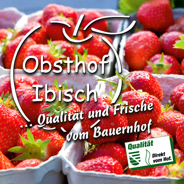 Frische Erdbeeren vom Obsthof Ibisch